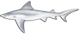 SHARK FISHING CHARTER