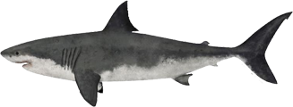 GREAT WHITE SHARK ADVENTURES