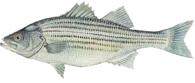 STRIPED BASS/BLUES FISHING CHARTER