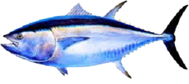 BLUEFIN TUNA FISHING CHARTER