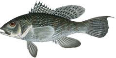 SEA BASS/SCUP FISHING CHARTER